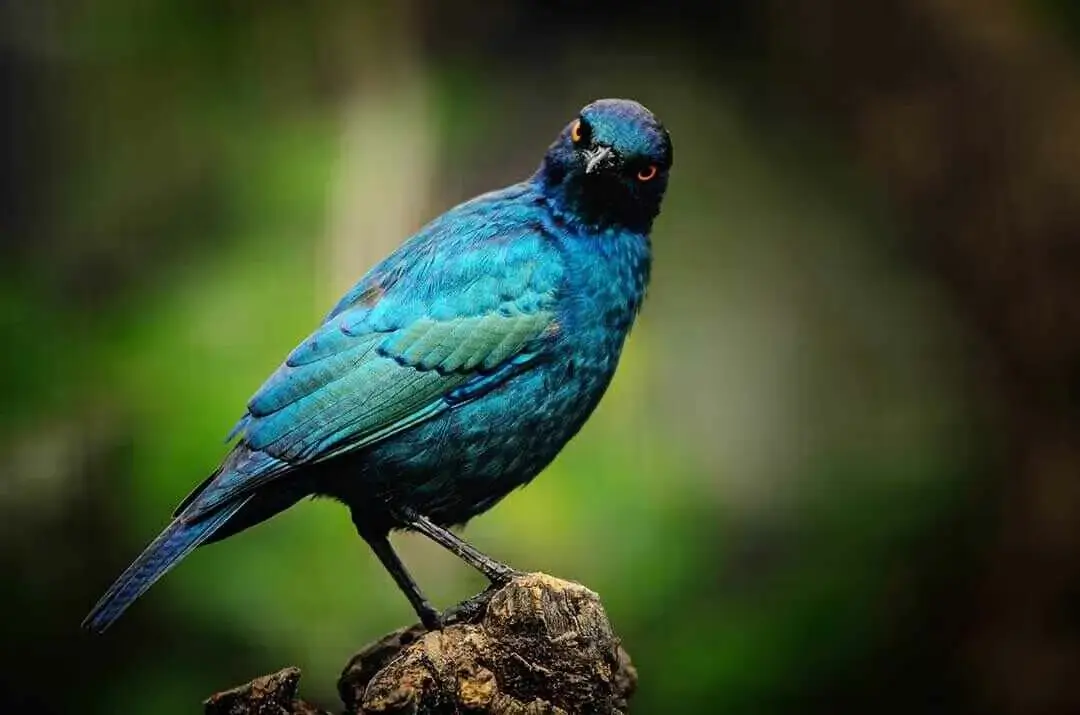 Cape Glossy Starling